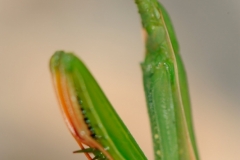 3B